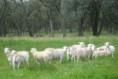 /album/photogallery/ewes-grove-nov-2010-8-jpg/